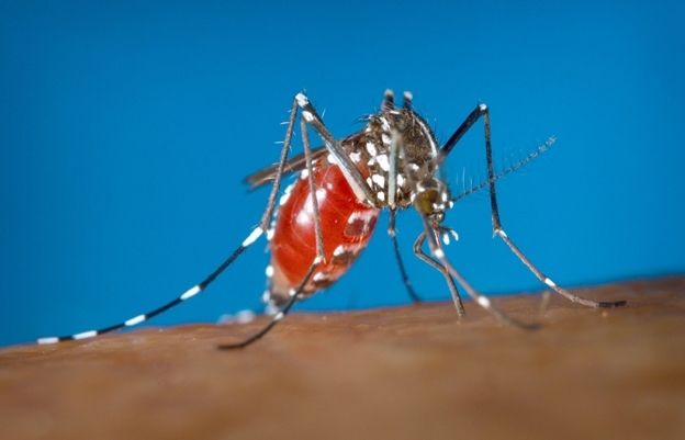 El mosquit tigre, propagador del virus Zika