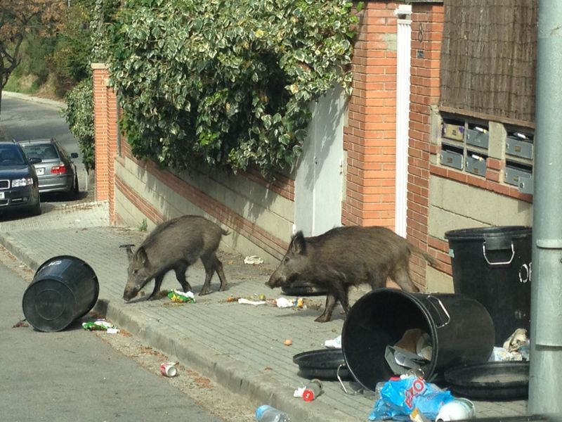 Els senglars baixen al nucli urbà en busca de menjar. FOTO: Arxiu