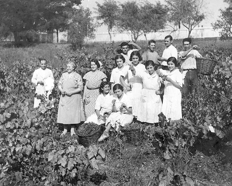 Els treballadors de Vasconcel a l‘ultima verema l’any 1962. FOTO: Cedida
