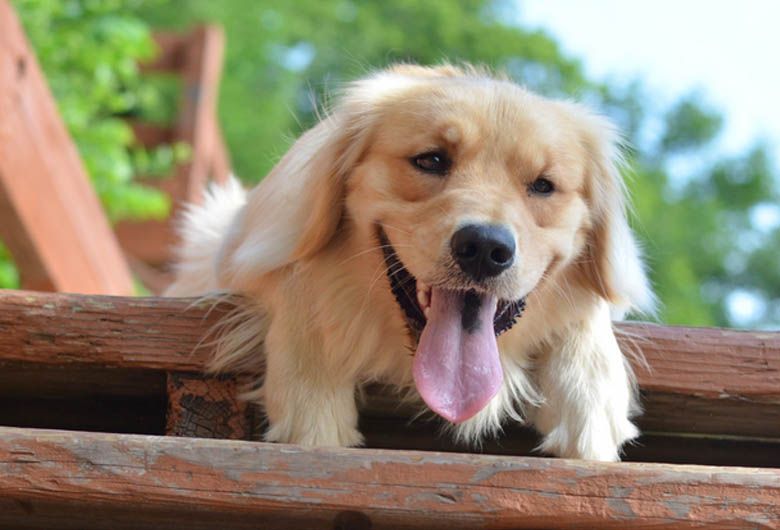 Evitar les hores de més sol, i buscar les ombres. FOTO: Cedida Evitar les hores de més sol, i buscar les ombres. FOTO: Cedida