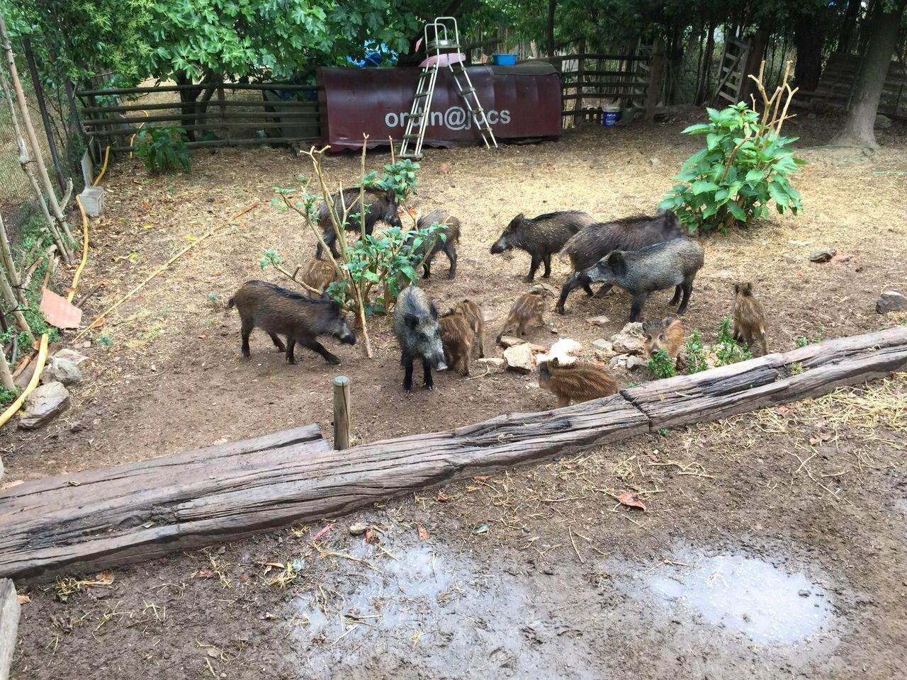 Bartual ha de fer fora cada dia senglars de casa seva. FOTO: Jaume Bartual Bartual ha de fer fora cada dia senglars de casa seva. FOTO: Jaume Bartual