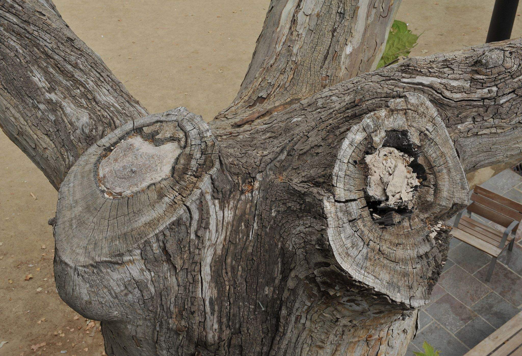 Són arbres que han arribat al final de la seva vida útil. FOTO: Localpres