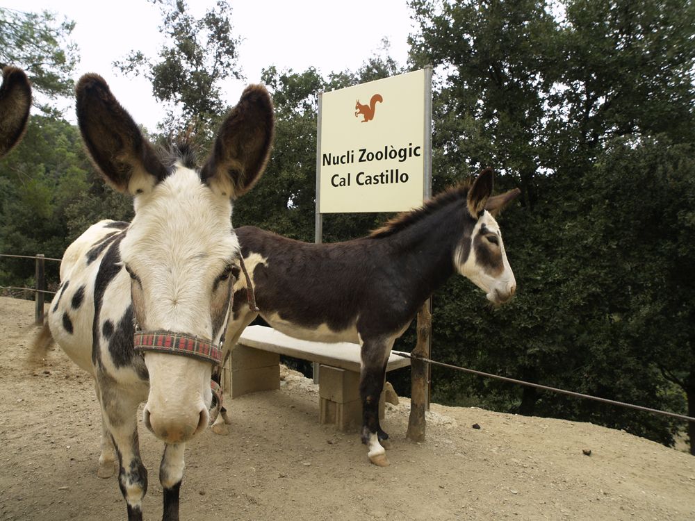 Cal Castillo està ubicat a la urbanització de Sol i Aire FOTO: Artur Ribera