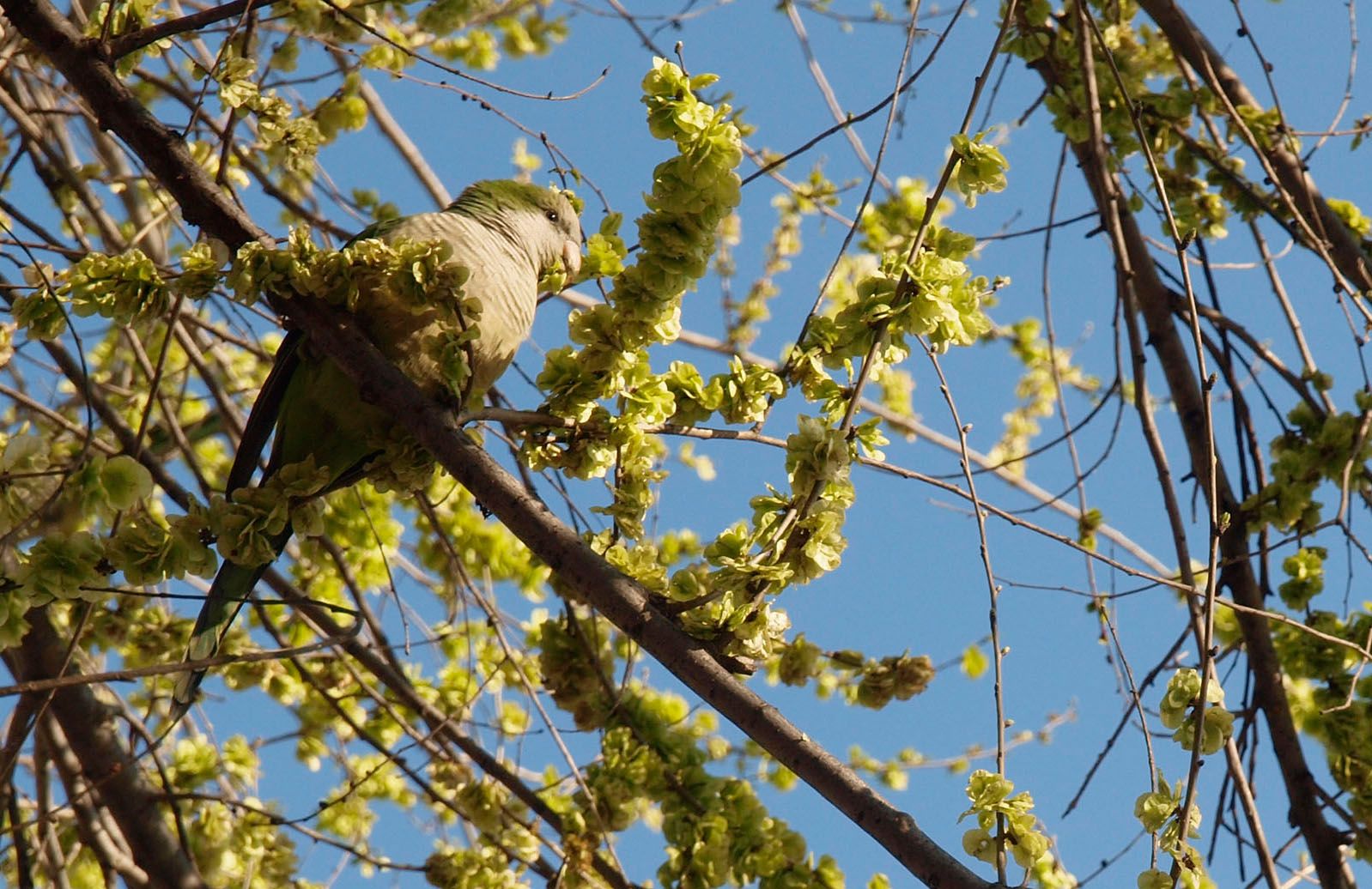 La cotorra invadeix els arbres santcugatencs. FOTO: Artur Ribera