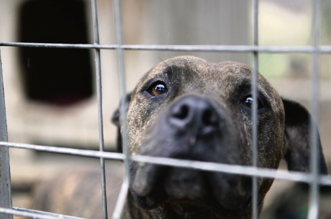 Chica és una de les gosses que encara viu a la protectora i que es va poder veure dia 18 a Jardiland. FOTO: Artur Ribera Chica és una de les gosses que encara viu a la protectora i que es va poder veure dia 18 a Jardiland. FOTO: Artur Ribera