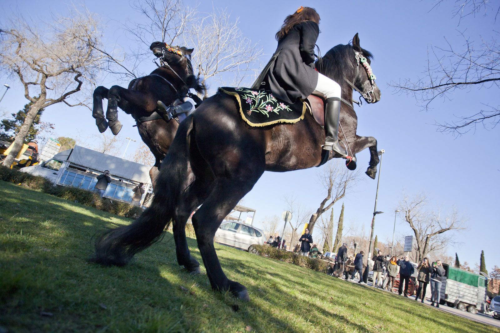 Els cavalls menorquins, la passi&oacute; de Jaume Mas  FOTO: Lali Puig