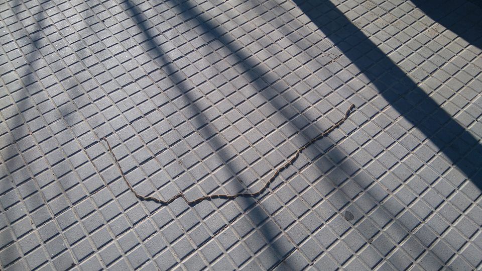 Erugues a Volpelleres. FOTO: Cedida