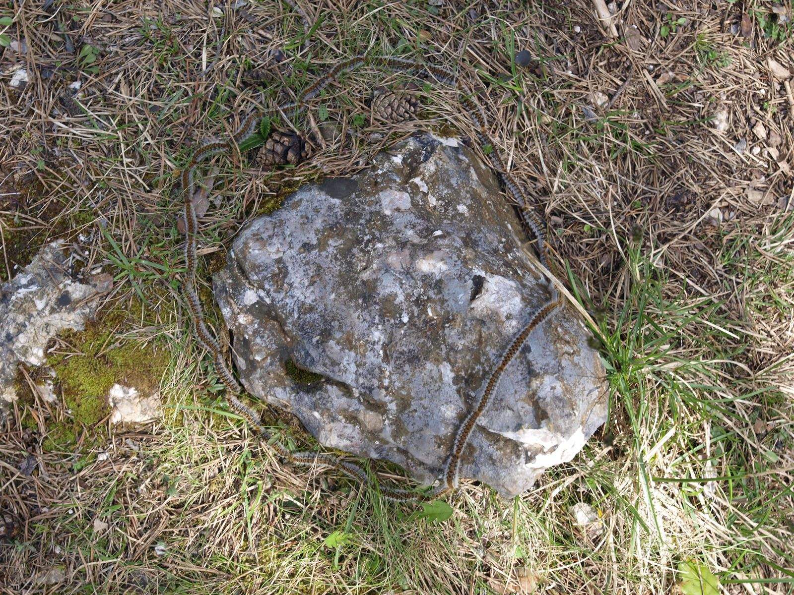 Les erugues fan fileres i s'ha de vigilar de no tocar-les, poden estar camuflades FOTO: Artur Ribera 