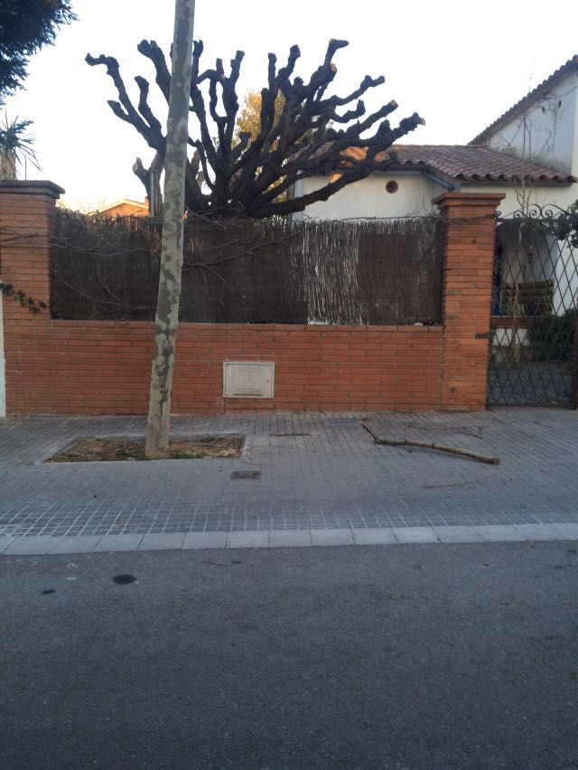 Una branca d'un arbre ha caigut a Mira-sol pel vent FOTO: Cedida