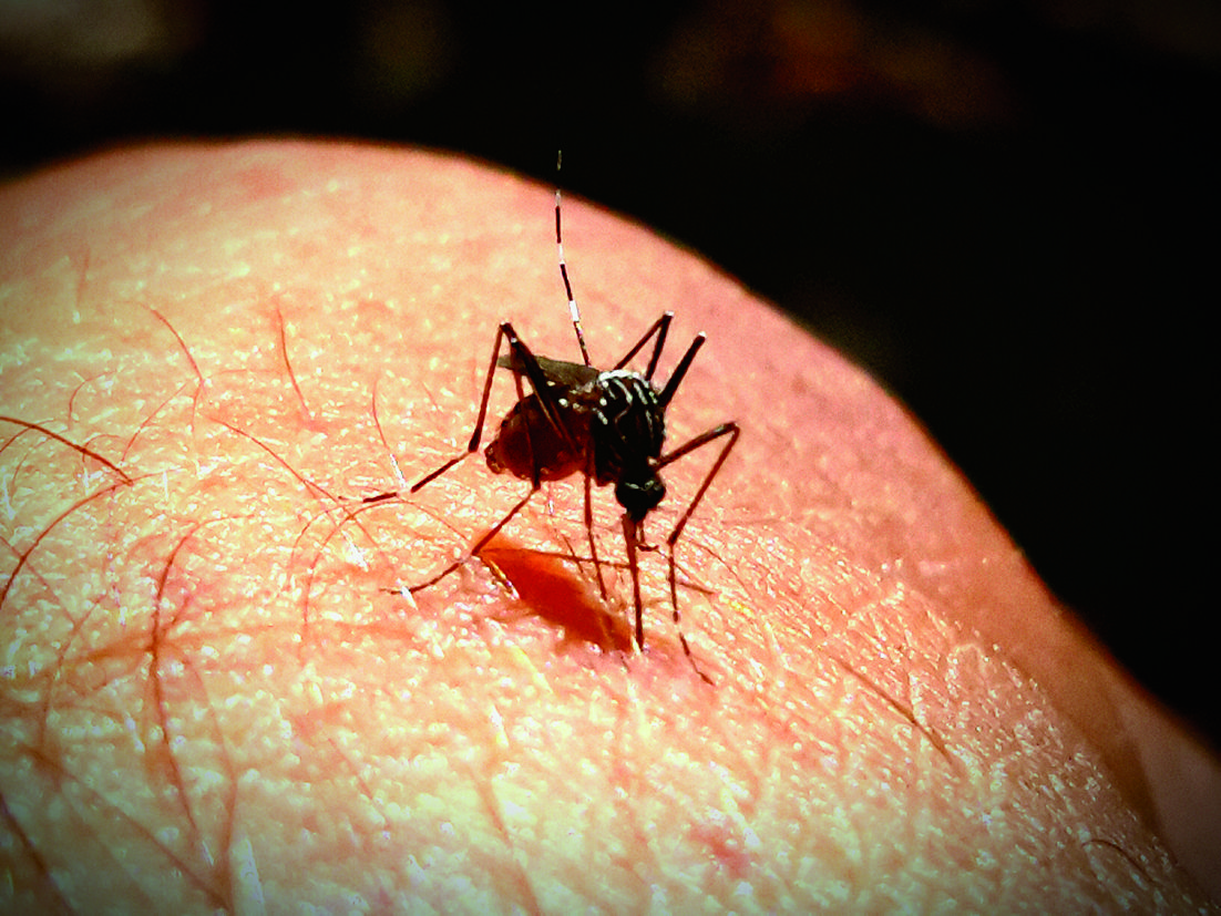 Els mosquits es poden combatre FOTO: Cedida