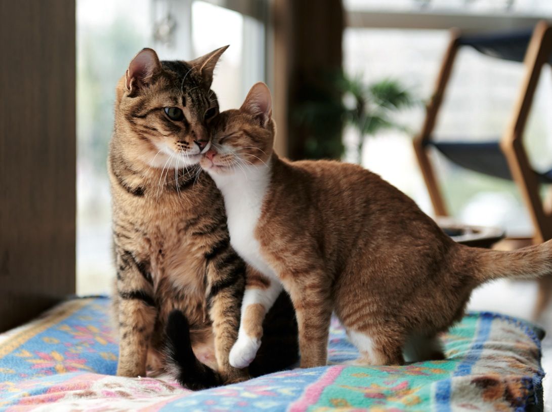 Els gats també són molt sensibles a la calor. FOTO: Cedida Els gats també són molt sensibles a la calor. FOTO: Cedida