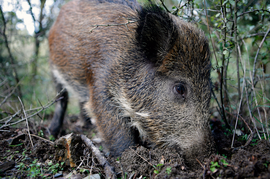 Hi ha uns 1.500 porcs senglars al Parc Natural de Collserola. FOTO: Artur Ribera