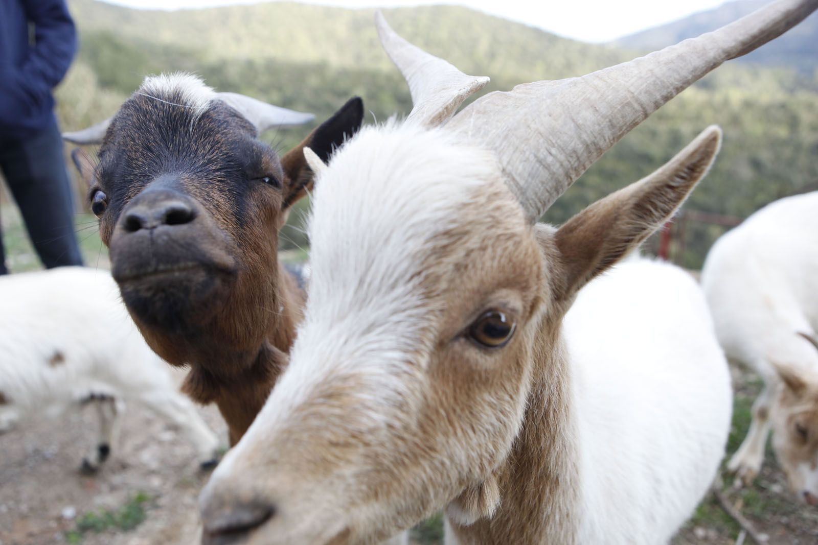 Dues cabres florestanes que pasturen per Collserola FOTO: Artur Ribera