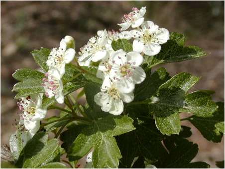 Arç blanc Arç blanc