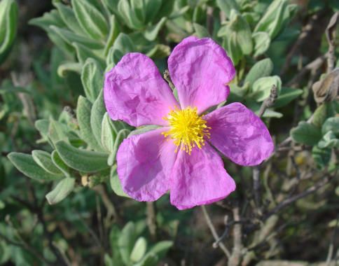 Estepa blanca Estepa blanca