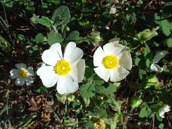 Estepa borrera Estepa borrera