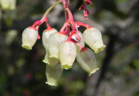 Cirerer de pastor Cirerer de pastor