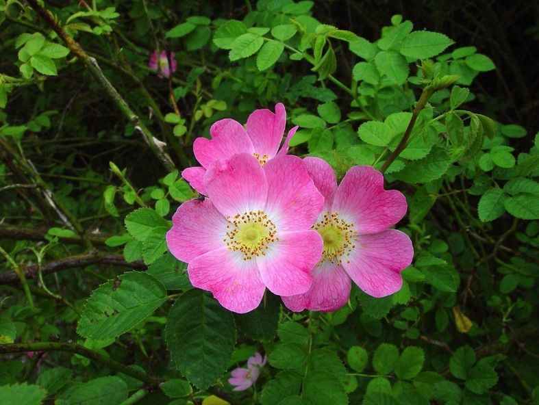 De la Rosa rubiginosa s'obté oli de rosa mosqueta  FOTO: Cedida