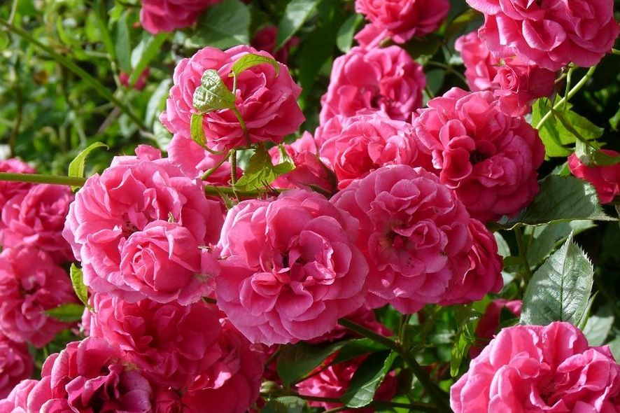 L’oli essencial de rosa s'obté de la Rosa damascena  FOTO: Cedida