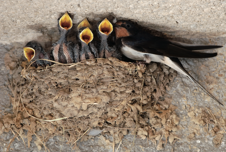 Un niu d'ocells amb les seves cries FOTO: Cedida 
