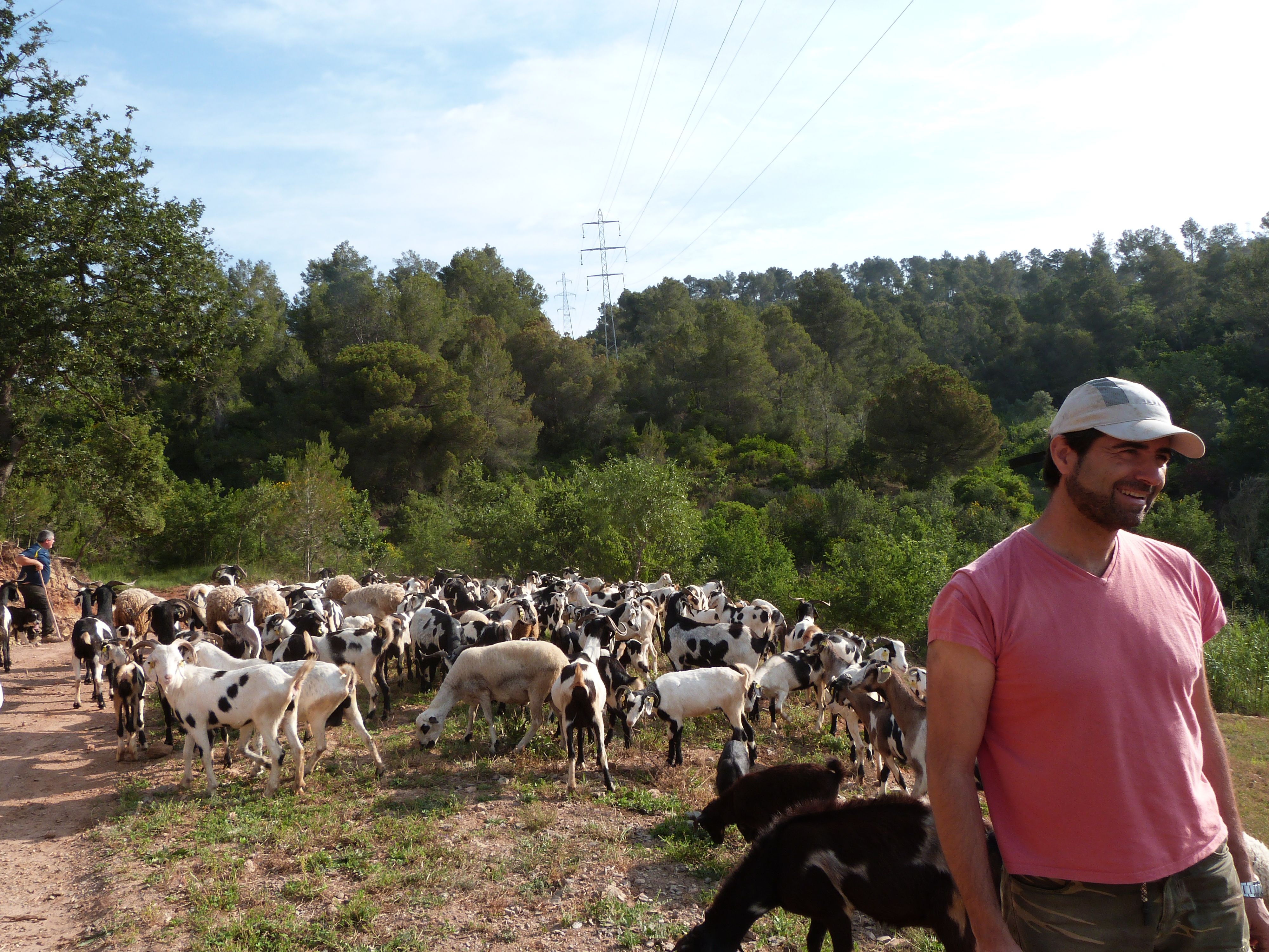 Juan Antonio Gómez amb el seu ramat de cabres FOTO: Bernat Bella