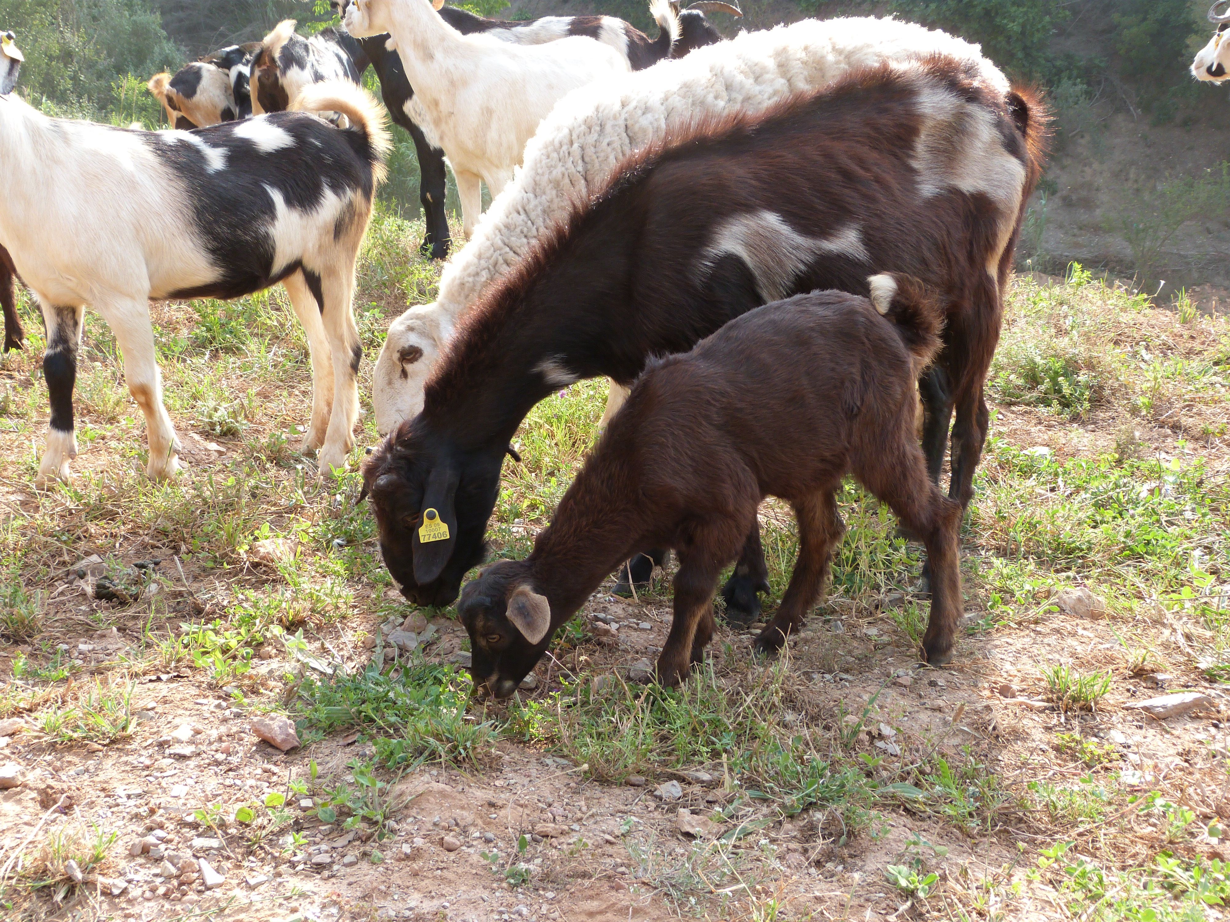 Les cabres de Gómez pasturant per Collserola FOTO: Bernat Bella