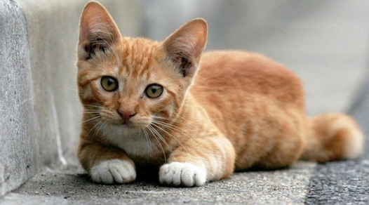 Els gats són animals molt sensibles a la calor. FOTO: Cedida Els gats són animals molt sensibles a la calor. FOTO: Cedida