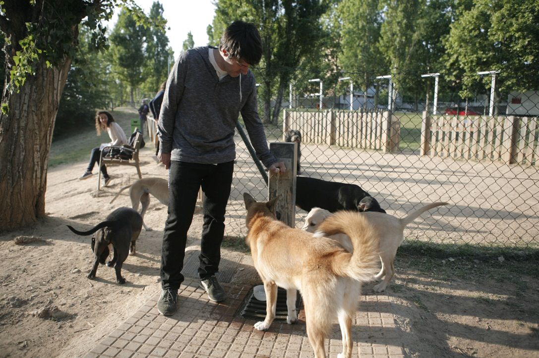 Cal preparar el gos per al viatge  FOTO: Artur Ribera