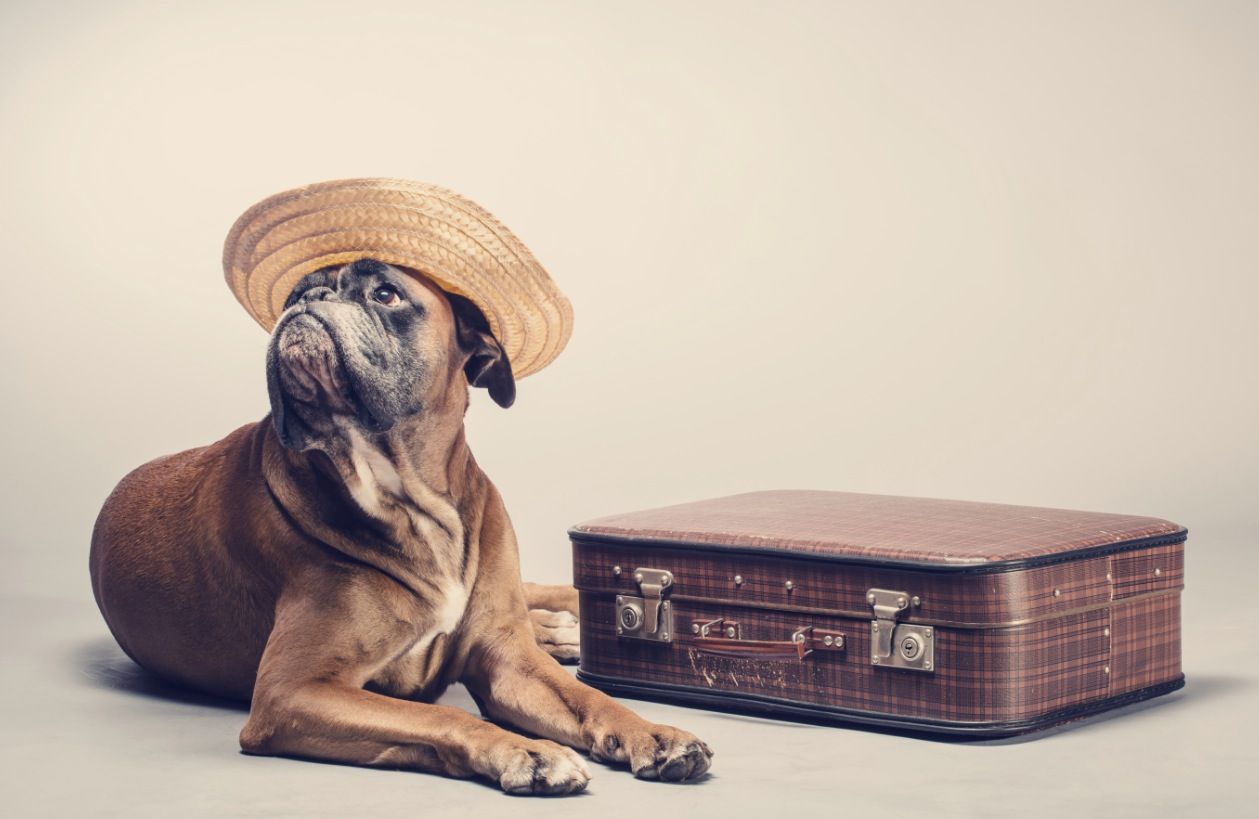 Cal planificar les vacances amb el gos  FOTO: Cedida