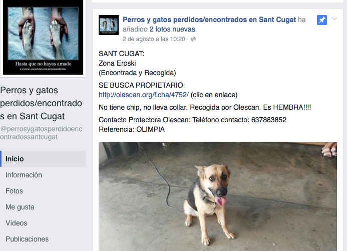 Fa tres anys es va crear la pàgina de Perros y gatos perdidos/encontrados en Sant Cugat' FOTO: Redacció 