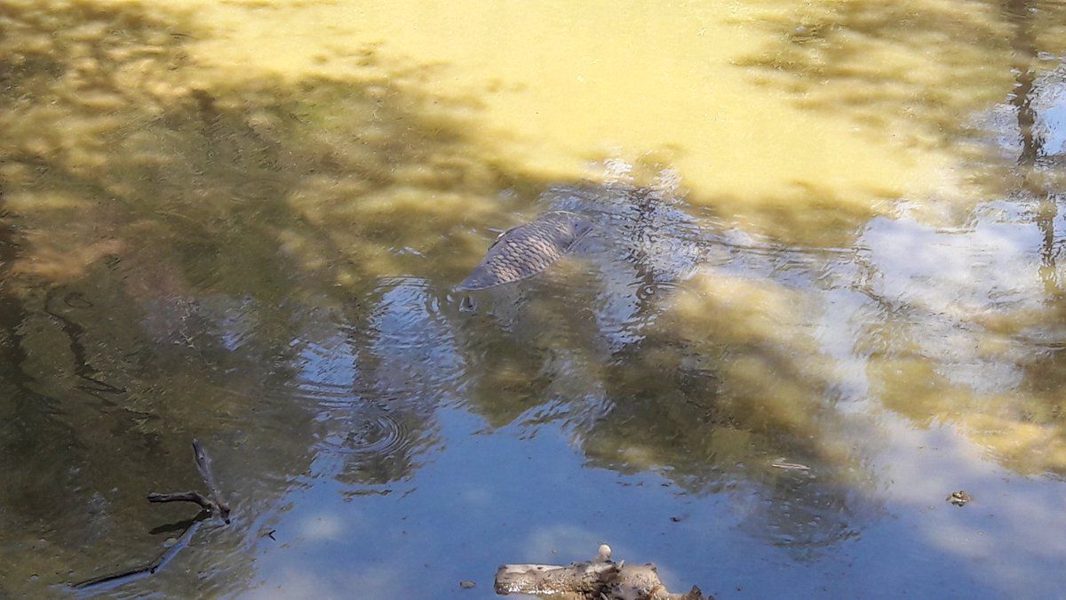 Un altre peix mort al pantà de Can Borrell FOTO: Clara Rovira