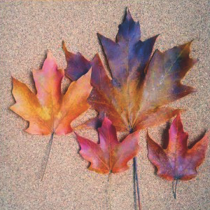 Seleccioneu unes fulles maques FOTO: Cedida Seleccioneu unes fulles maques FOTO: Cedida