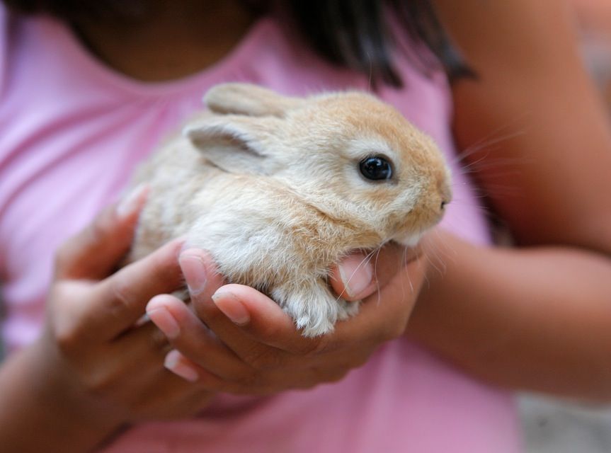 Conills, gats o fures també estan a la llista d'animals preferits  FOTO: Artur Ribera