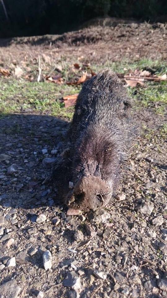El cap de senglar FOTO: Cedida