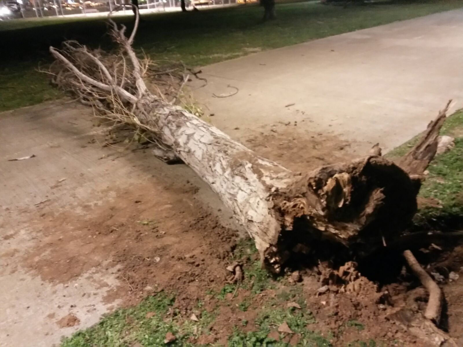 Arbre caigut al carrer de la Mina. FOTO: Cedida