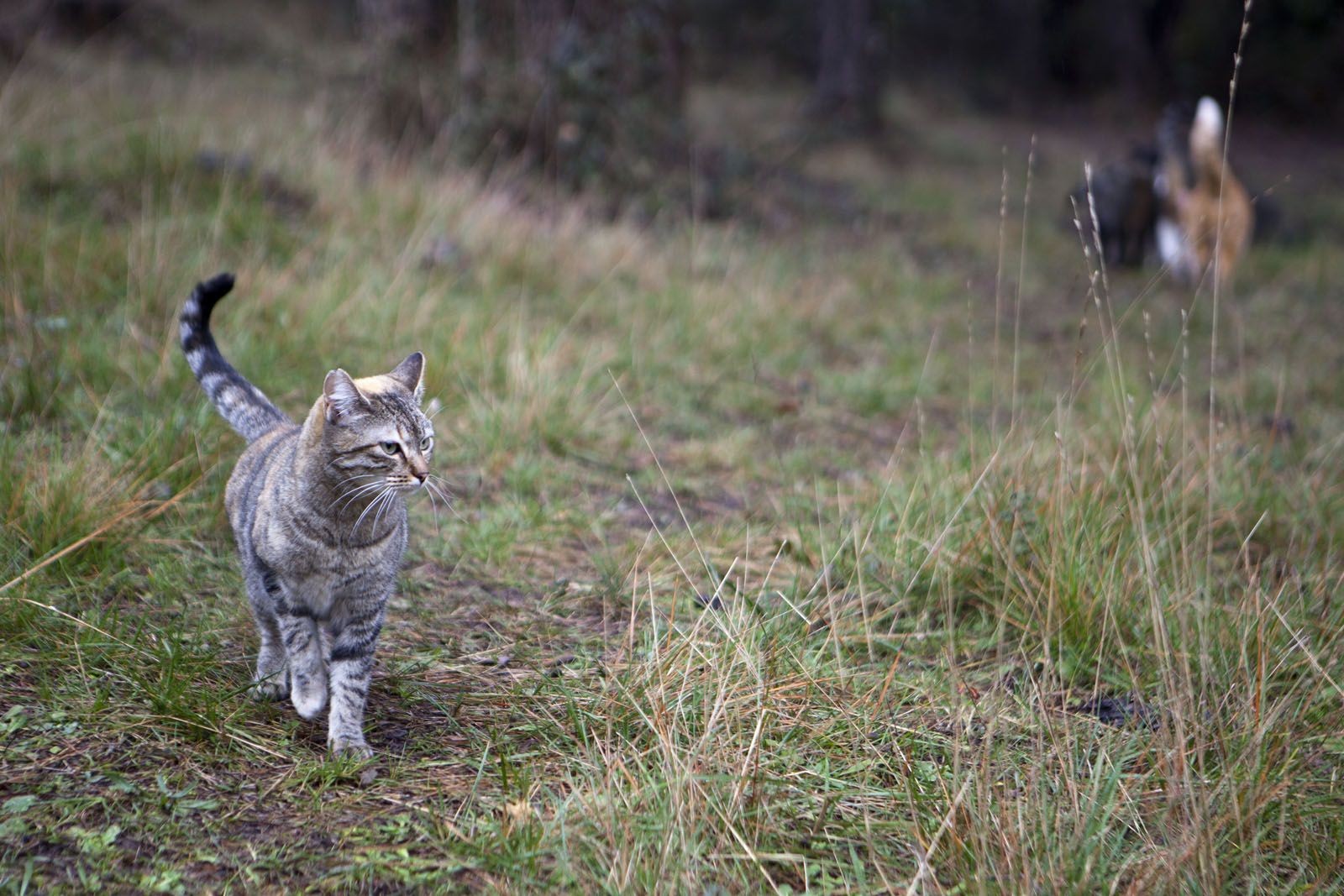 Un gat silvestre, en una colònia de Sant Cugat FOTO: Artur Ribera