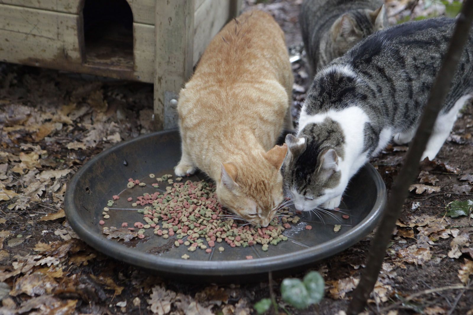 S'encarreguen d'alimentar més de 200 gats del carrer FOTO: Artur Ribera