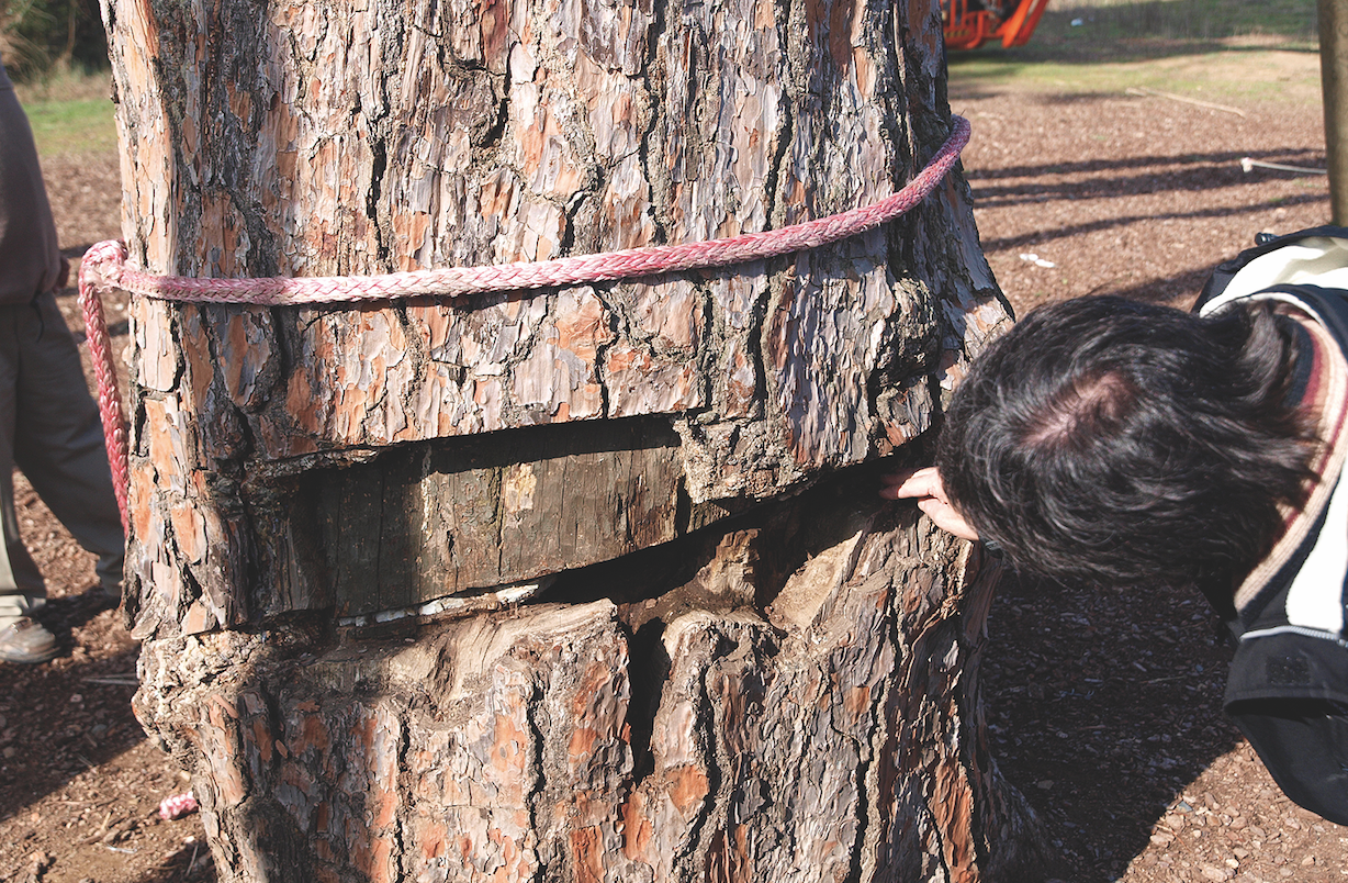 Imatge del tall produït a l'arbre, en una revisió el 2010 FOTO: Artur Ribera