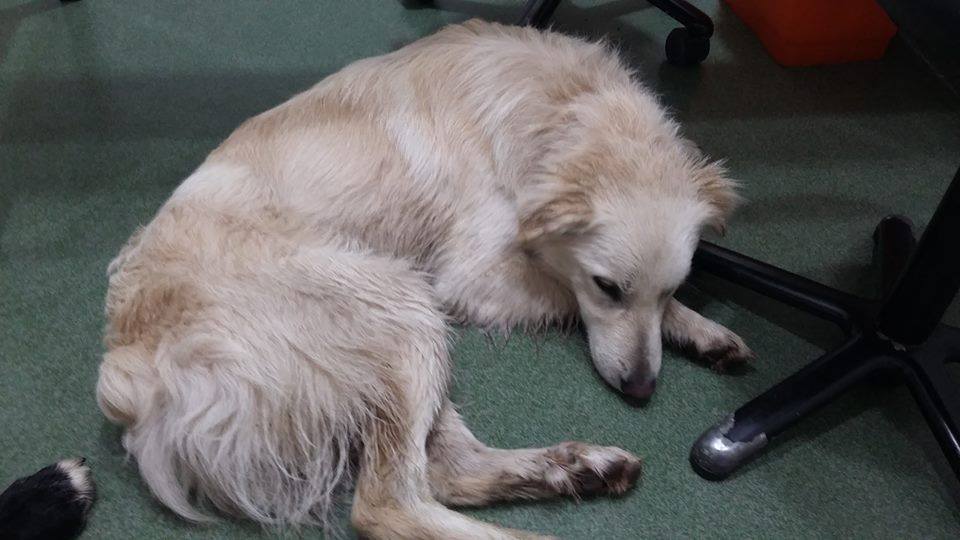 Un dels gossos trobats Un dels gossos trobats