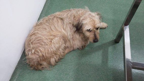 Un dels tres gossos perduts FOTO: Cedida