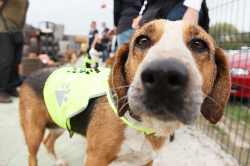Nova desfilada de gossos en adopció dissabte, 1 d'abril FOTO: Lali Puig