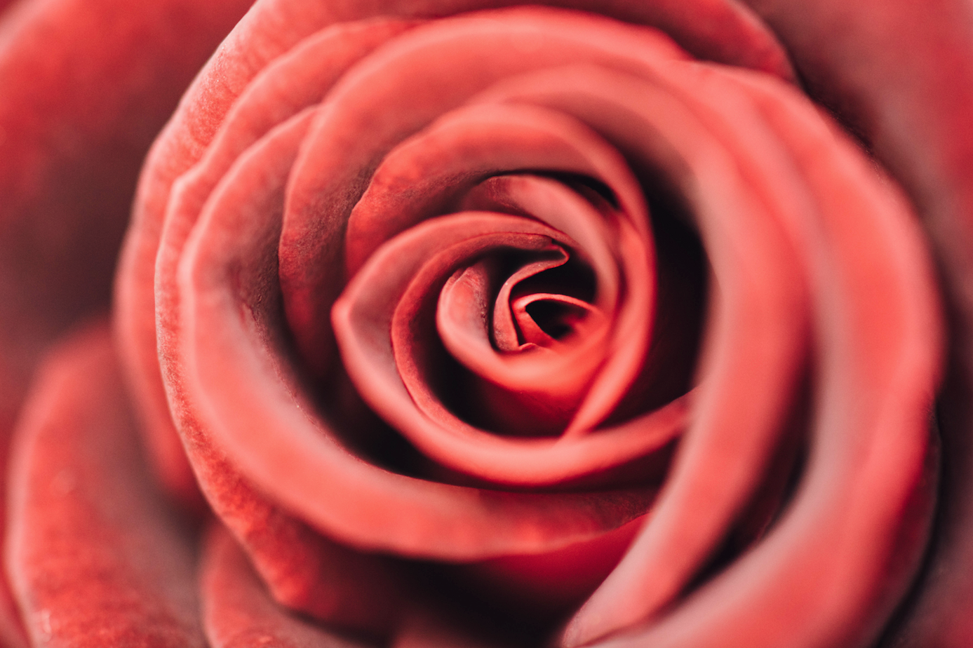 La rosa de color vermell i la rosa són les clàssiques de Sant Jordi FOTO: Cedida