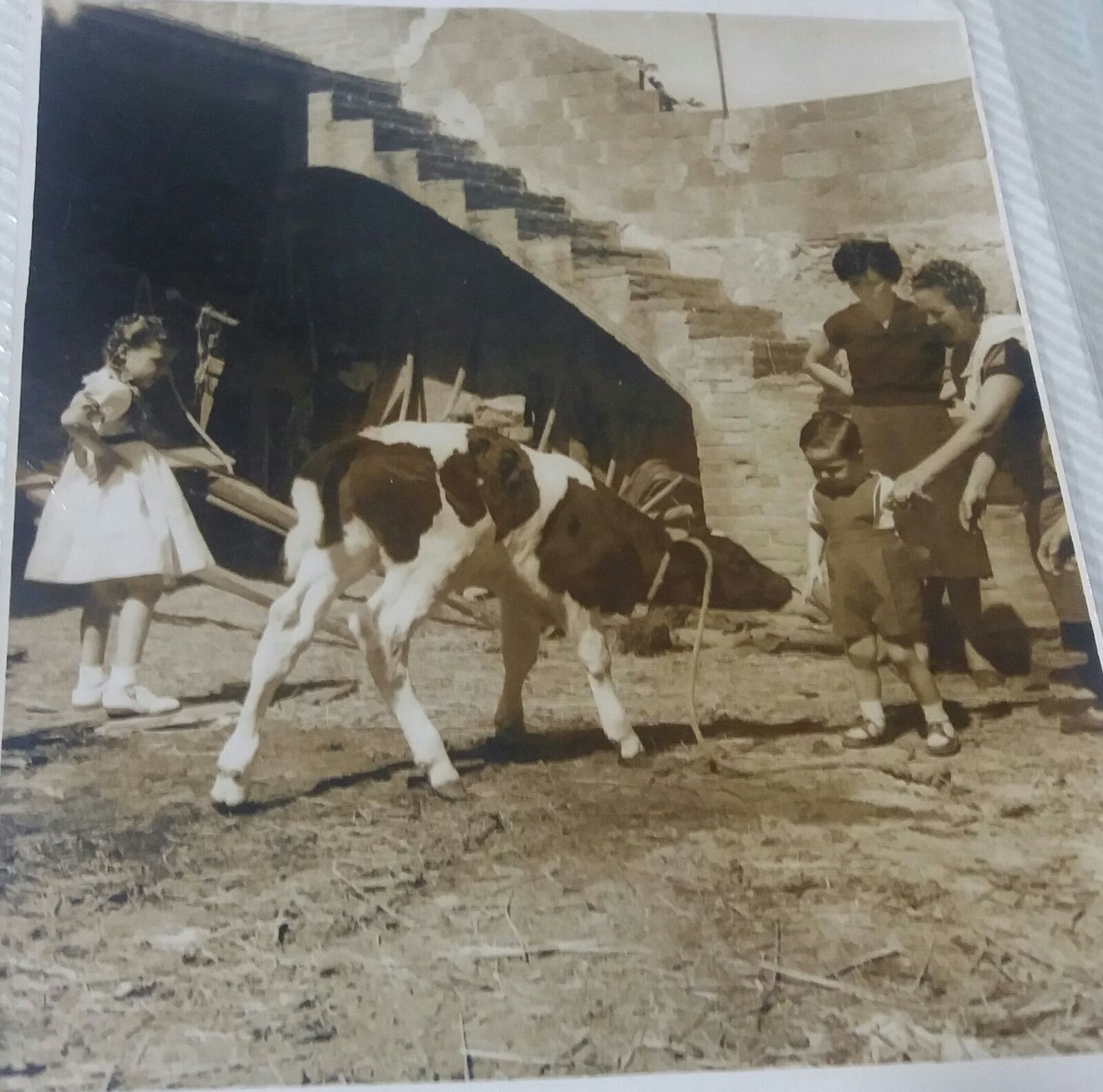 Les vaques van ser un element característic de Cal Dionís FOTO: Cedida