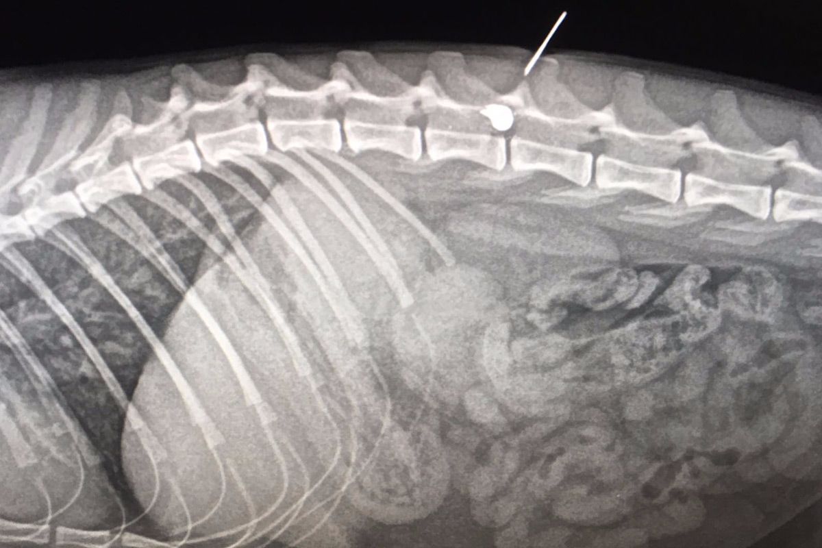 Radiografia del gat on es veu el perdigó FOTO: PAS