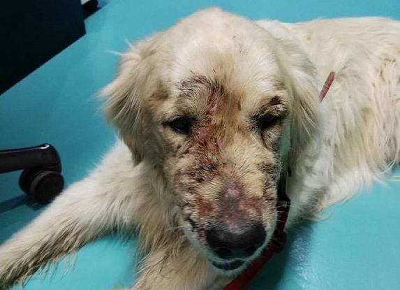 El gos va ser recollit a la carretera de l'Arrabassada FOTO: Cedida El gos va ser recollit a la carretera de l'Arrabassada FOTO: Cedida