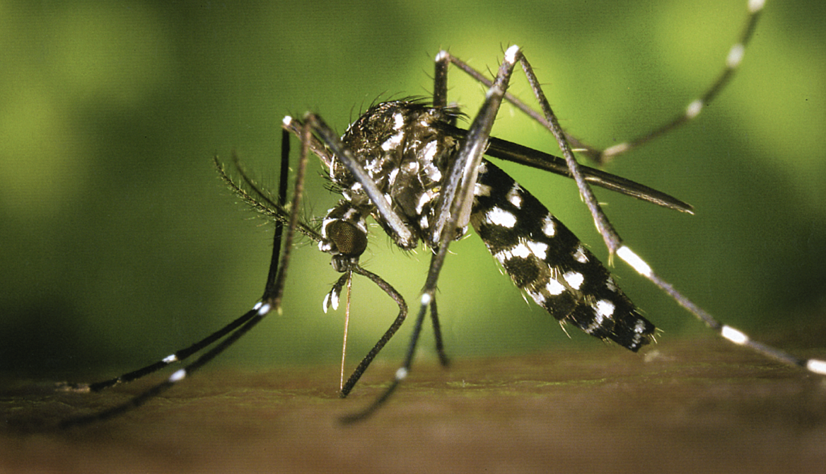 Un mosquit tigre FOTO: Cedida