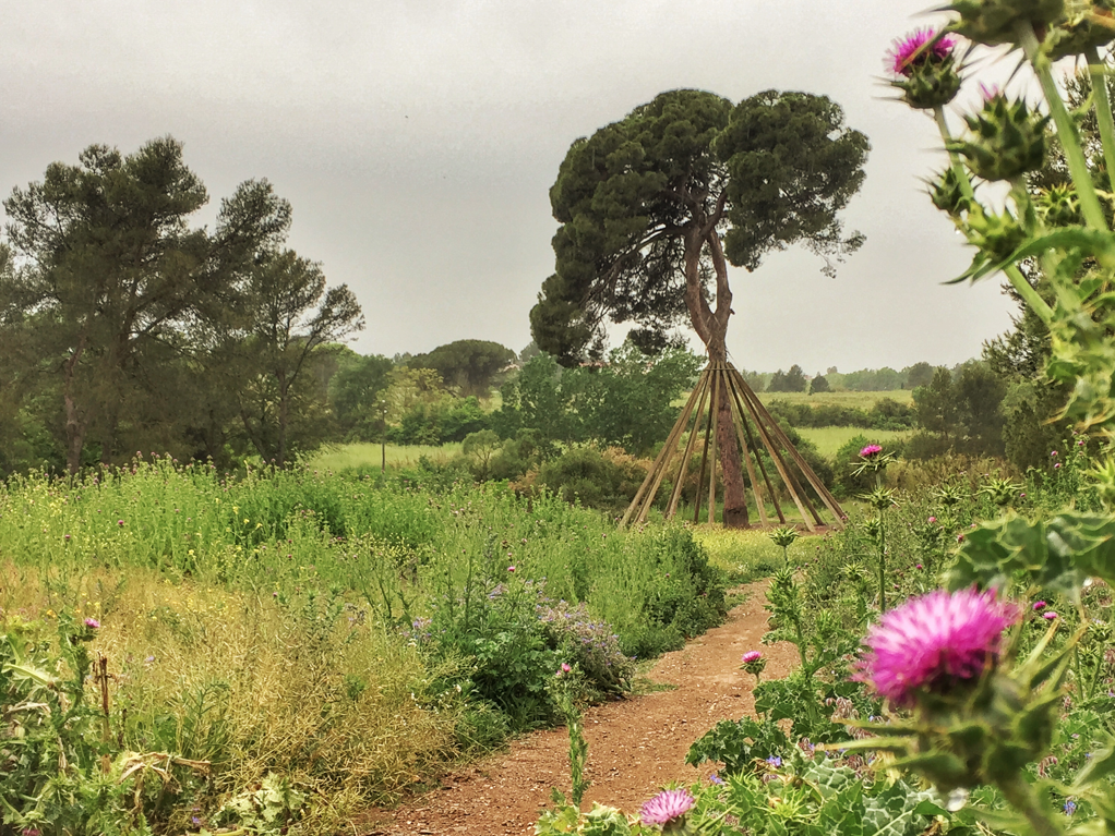 El Pi d'en Xandri, parada obligatòria FOTO: Artur Ribera El Pi d'en Xandri, parada obligatòria FOTO: Artur Ribera