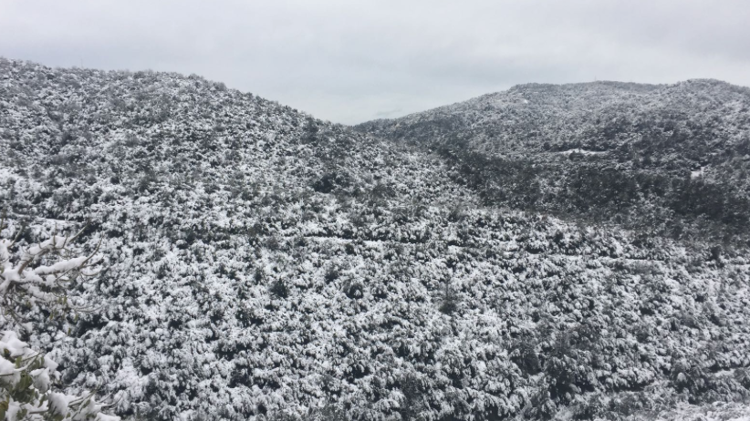 Vista de Collserola FOTO: Cedida Vista de Collserola FOTO: Cedida