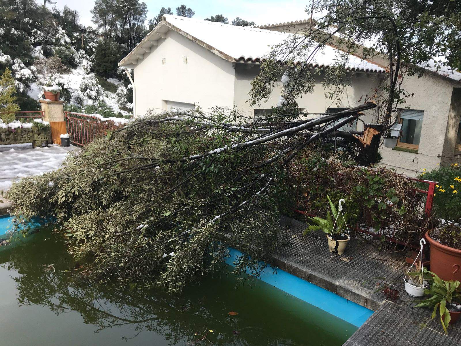 Un arbre caigut en un habitatge de la Floresta FOTO: Cedida Un arbre caigut en un habitatge de la Floresta FOTO: Cedida