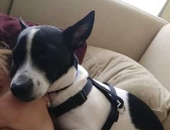 Pancho &eacute;s de mida petita. FOTO: Cedida